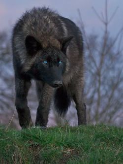 Dainwolf.jpg