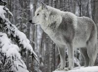 Greywolf.jpg