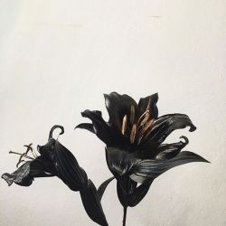Black lilies.jpg